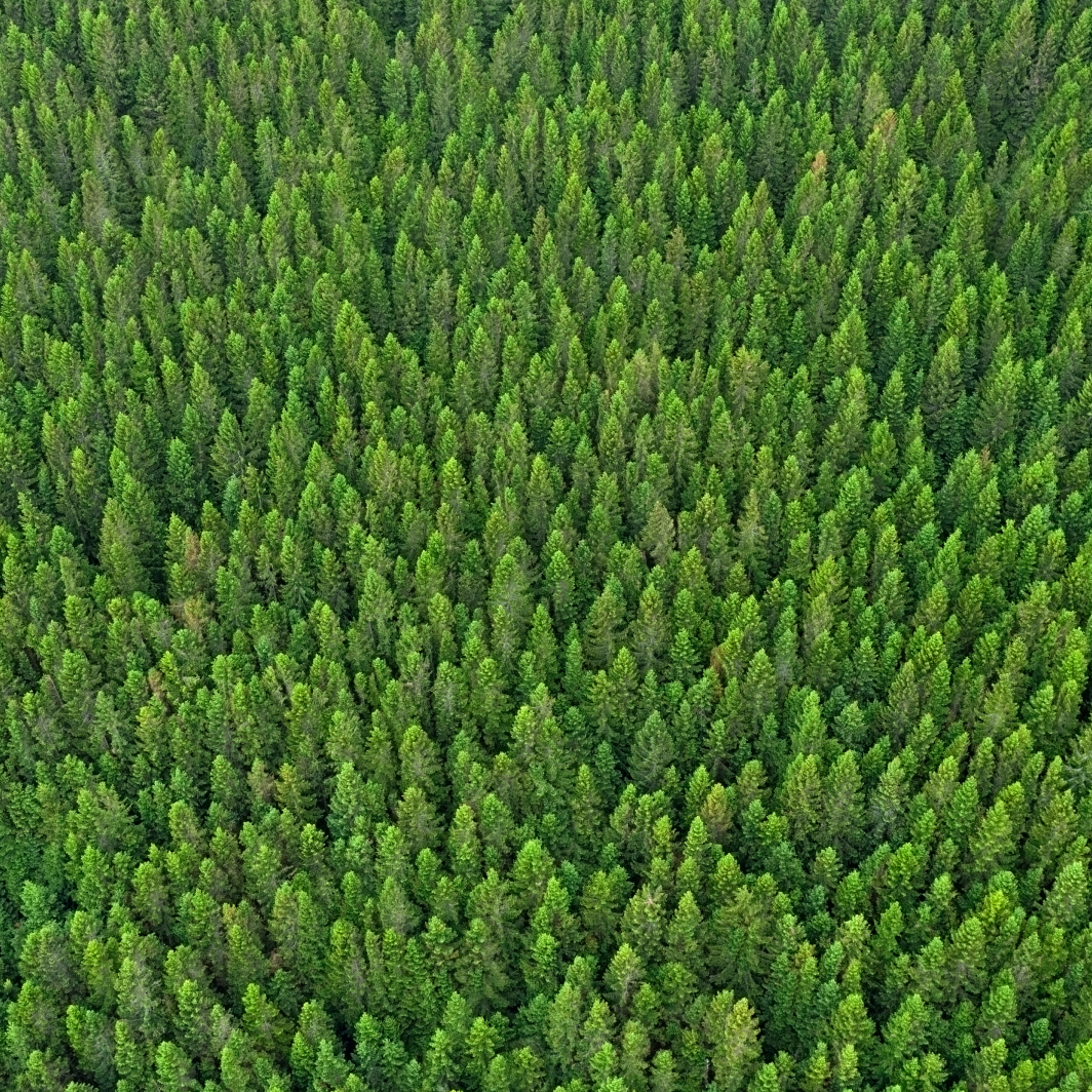 Overhead shot of a dense forest 