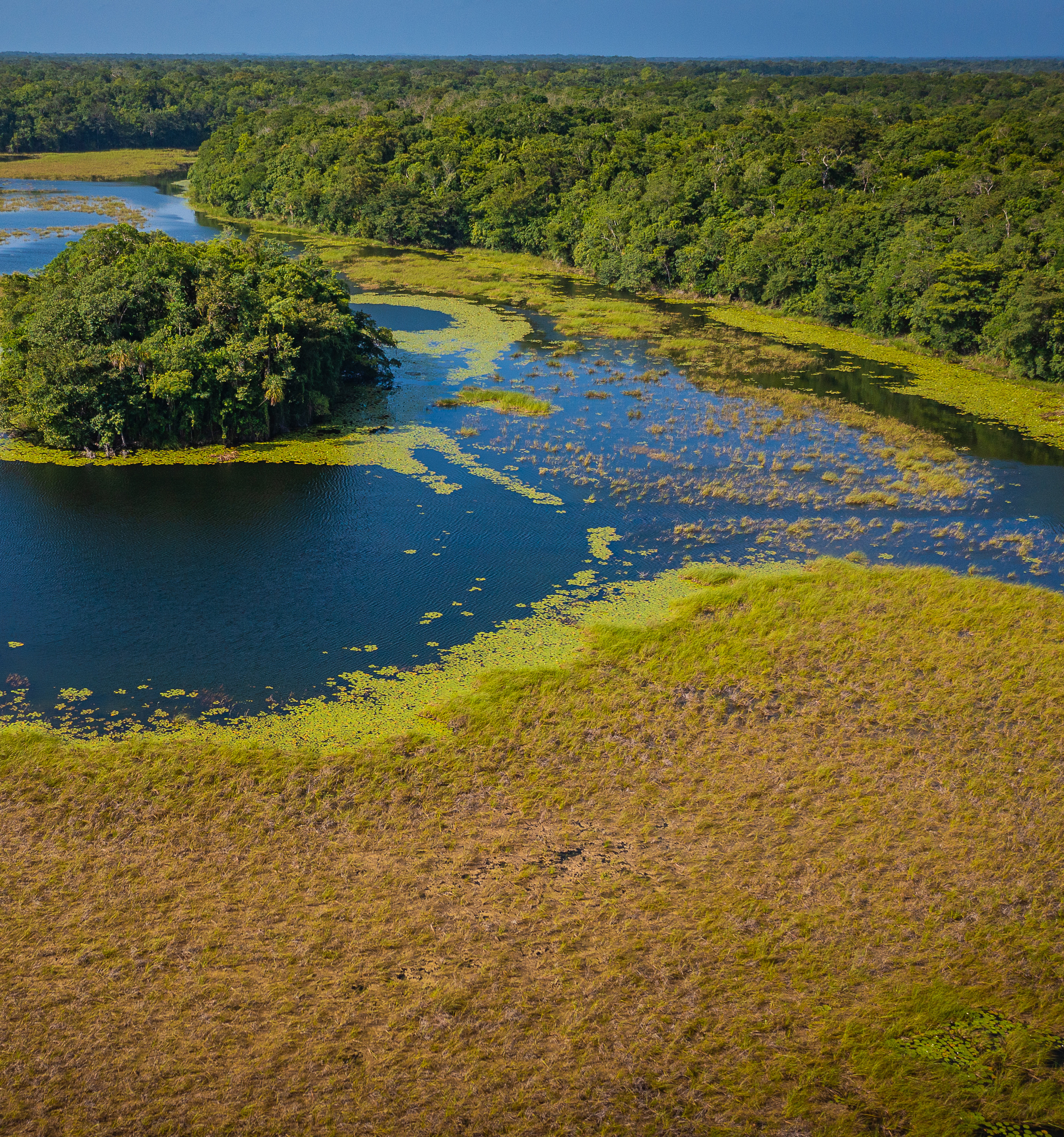 Bird's-eye view of a swampy lake surrounded by a forest