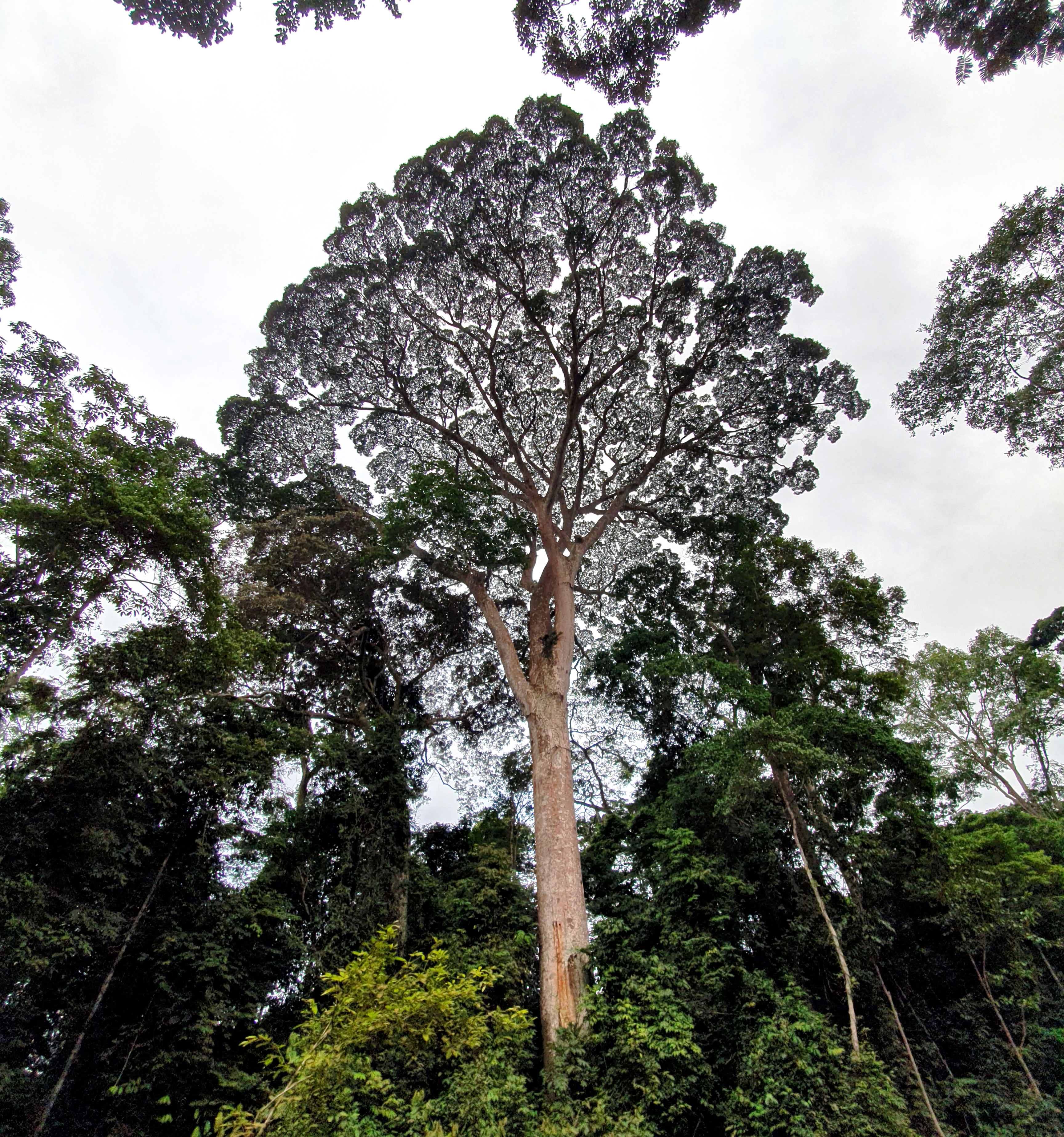 Giant tree in Gabon jungle 
