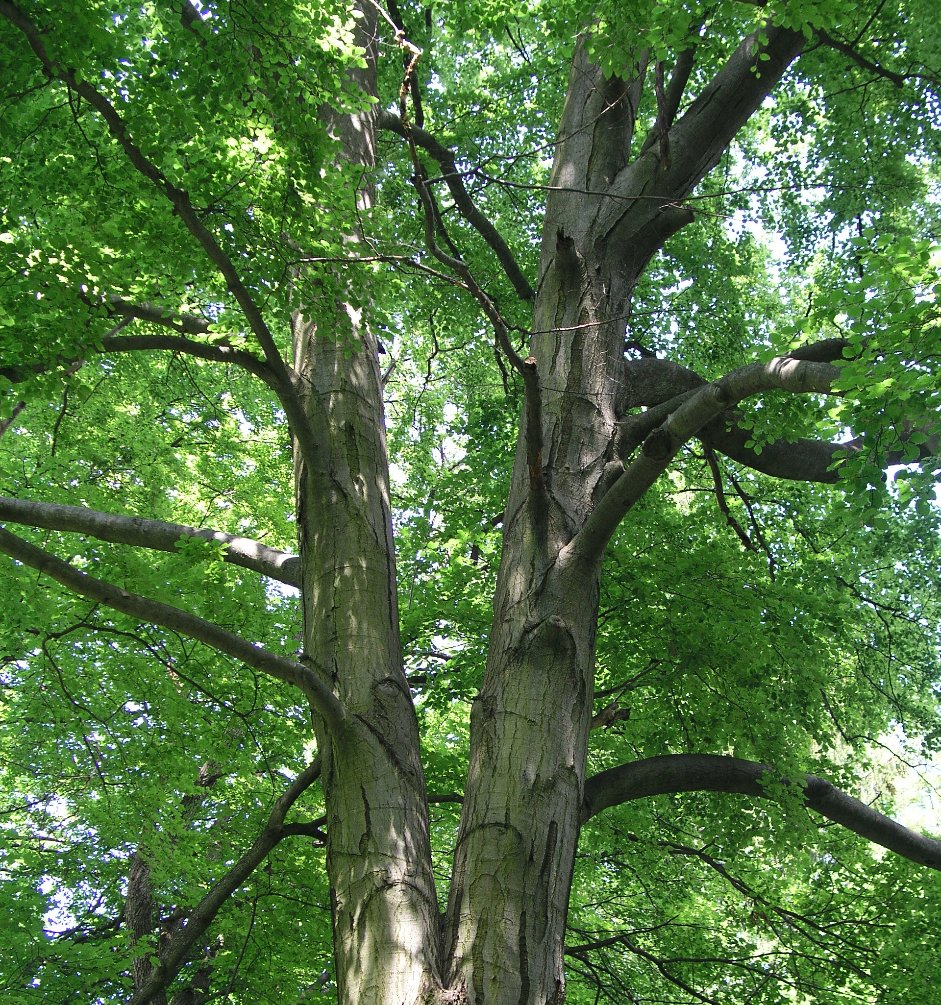 Upwards shot of tree in forest in spring 