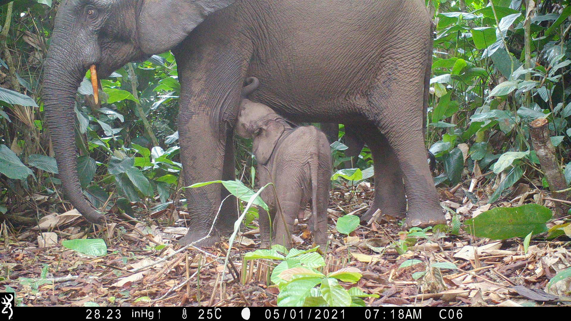 mother and baby elephant in forest on camera trap image