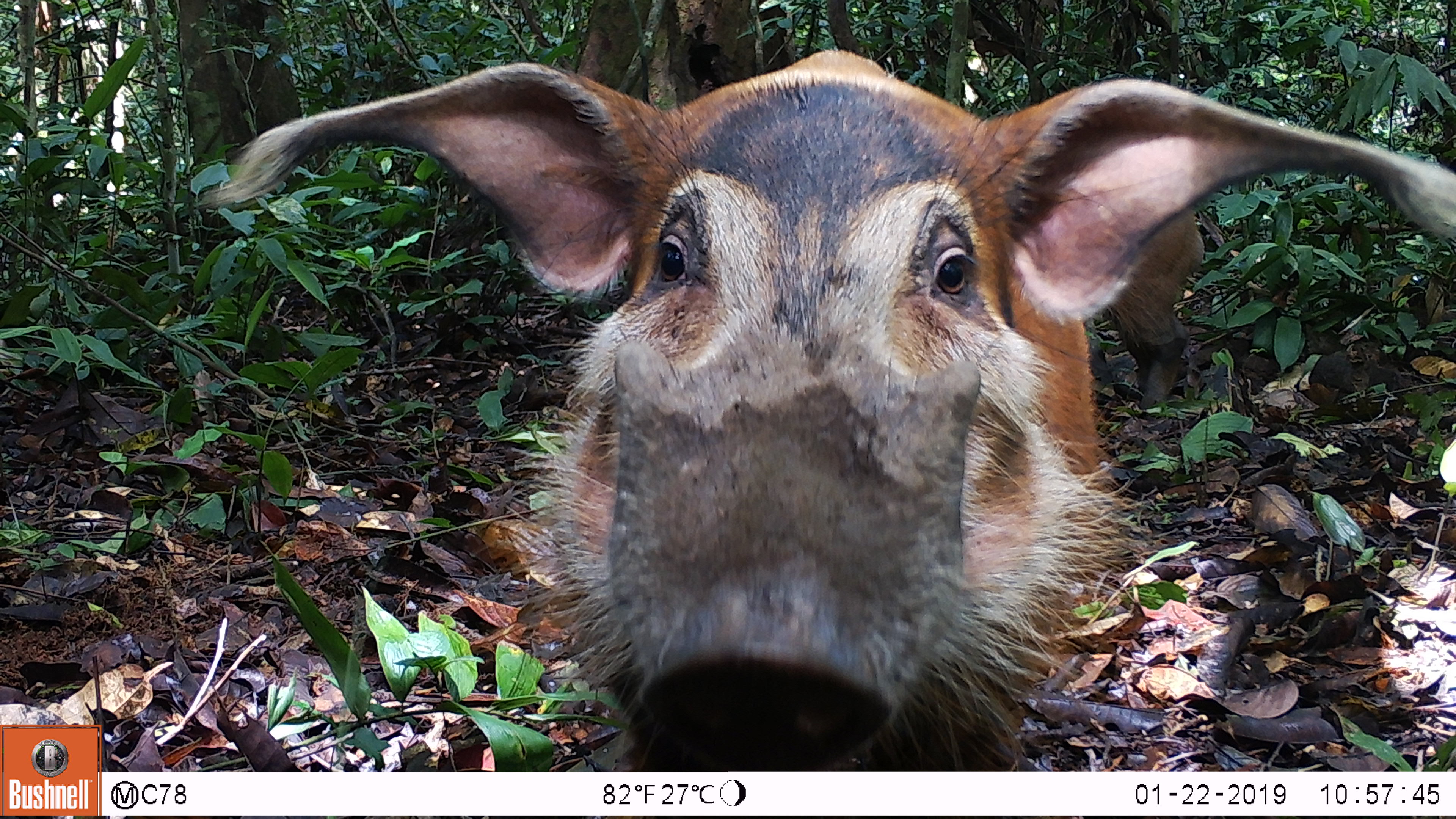 close up image of river hog from camera trap