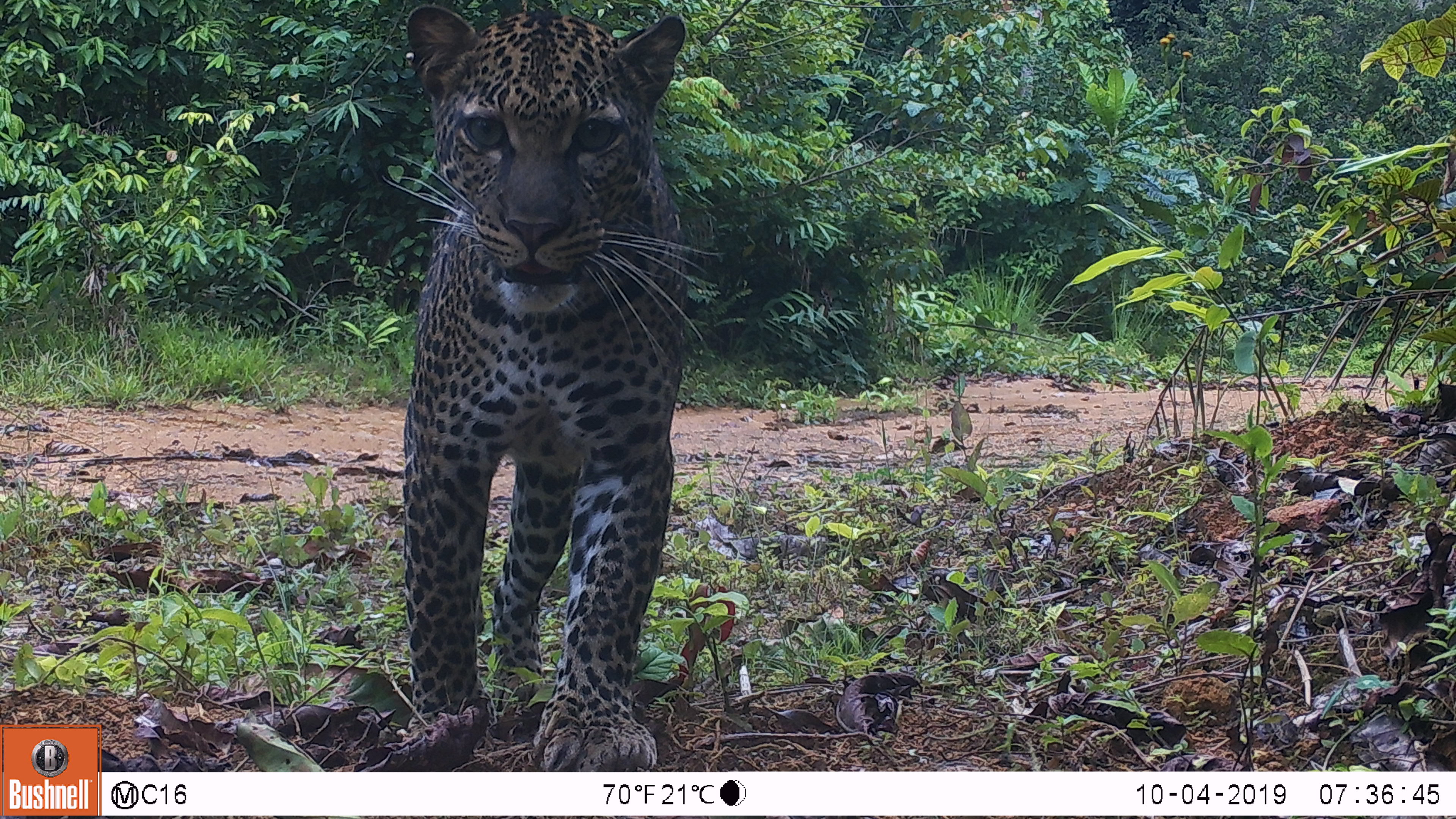leopard image on camera trap
