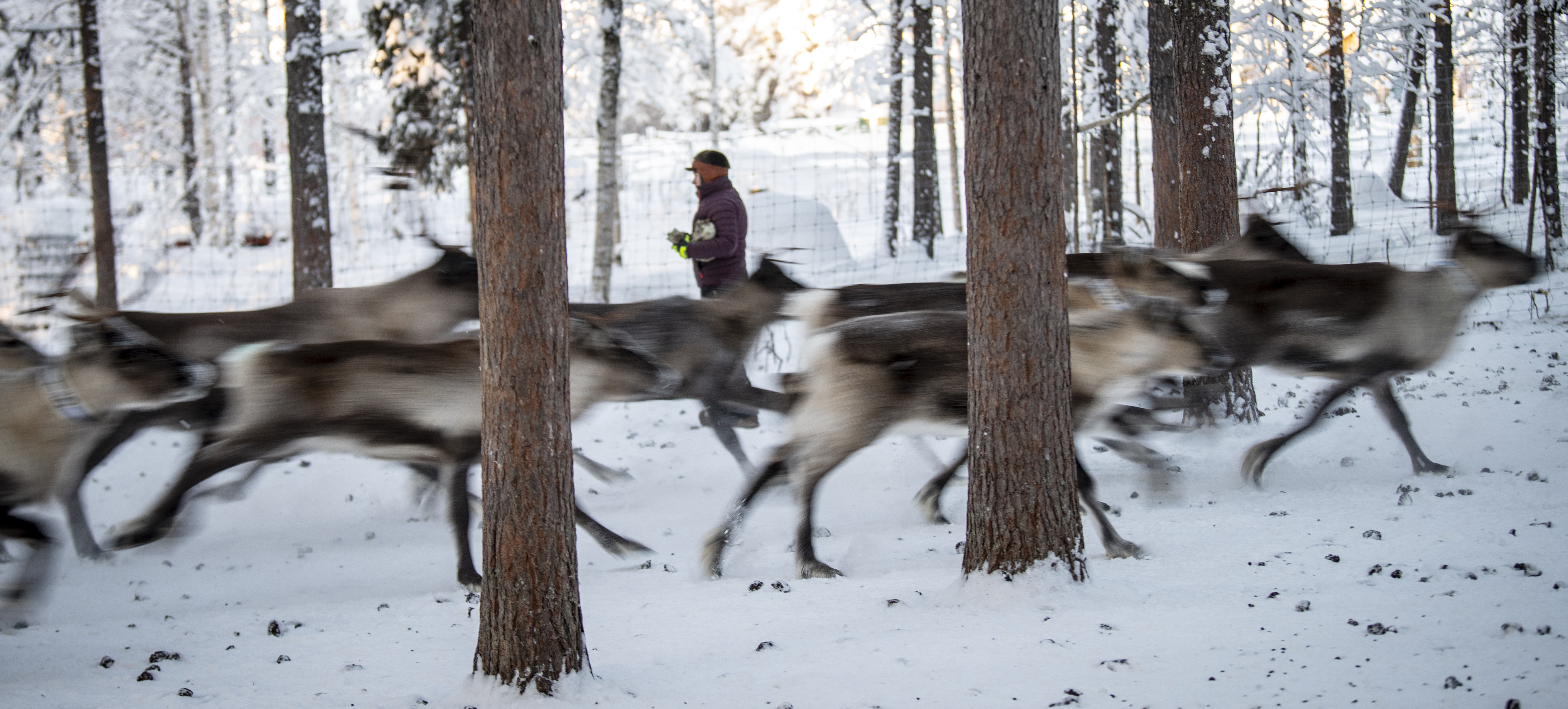herd of reindeer running through forest