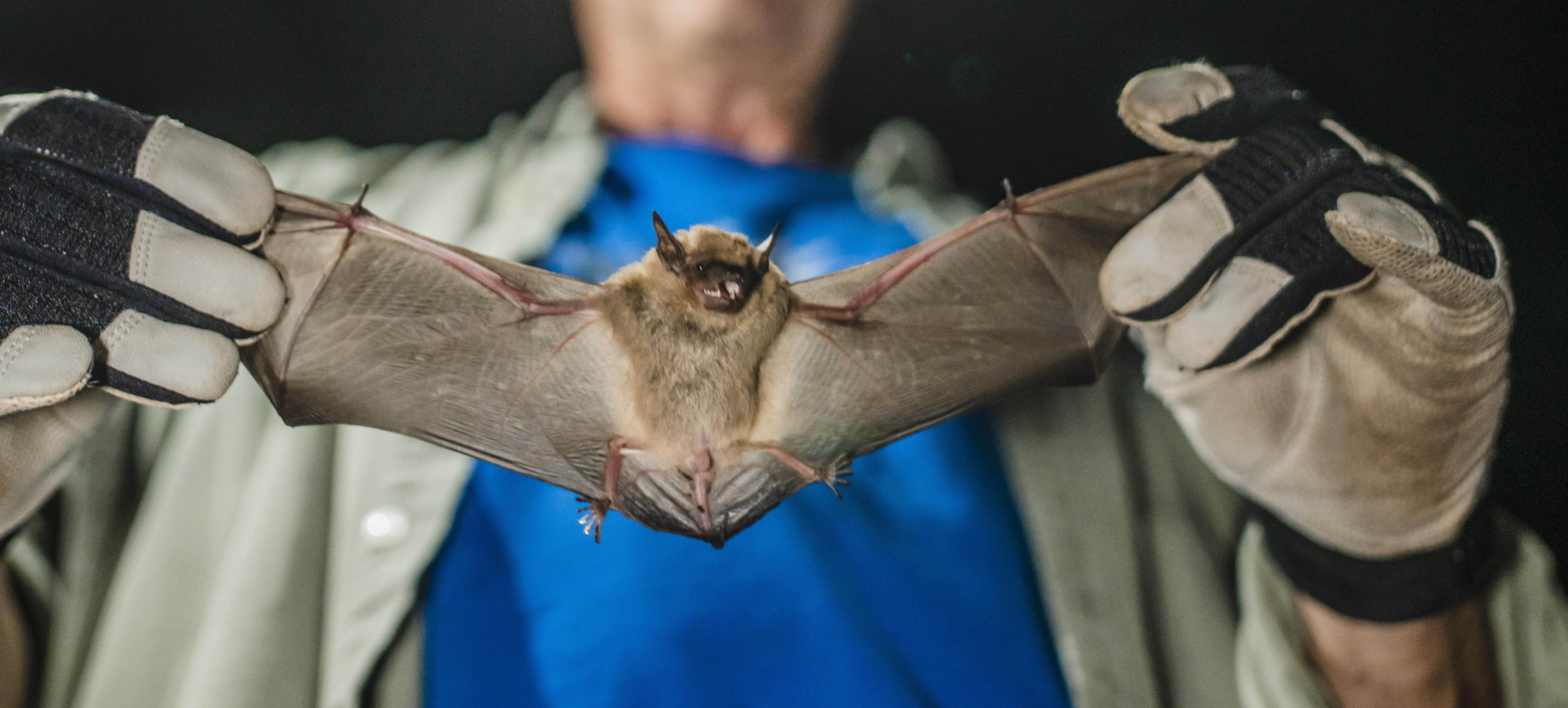 scientist holds close up bat with gloves