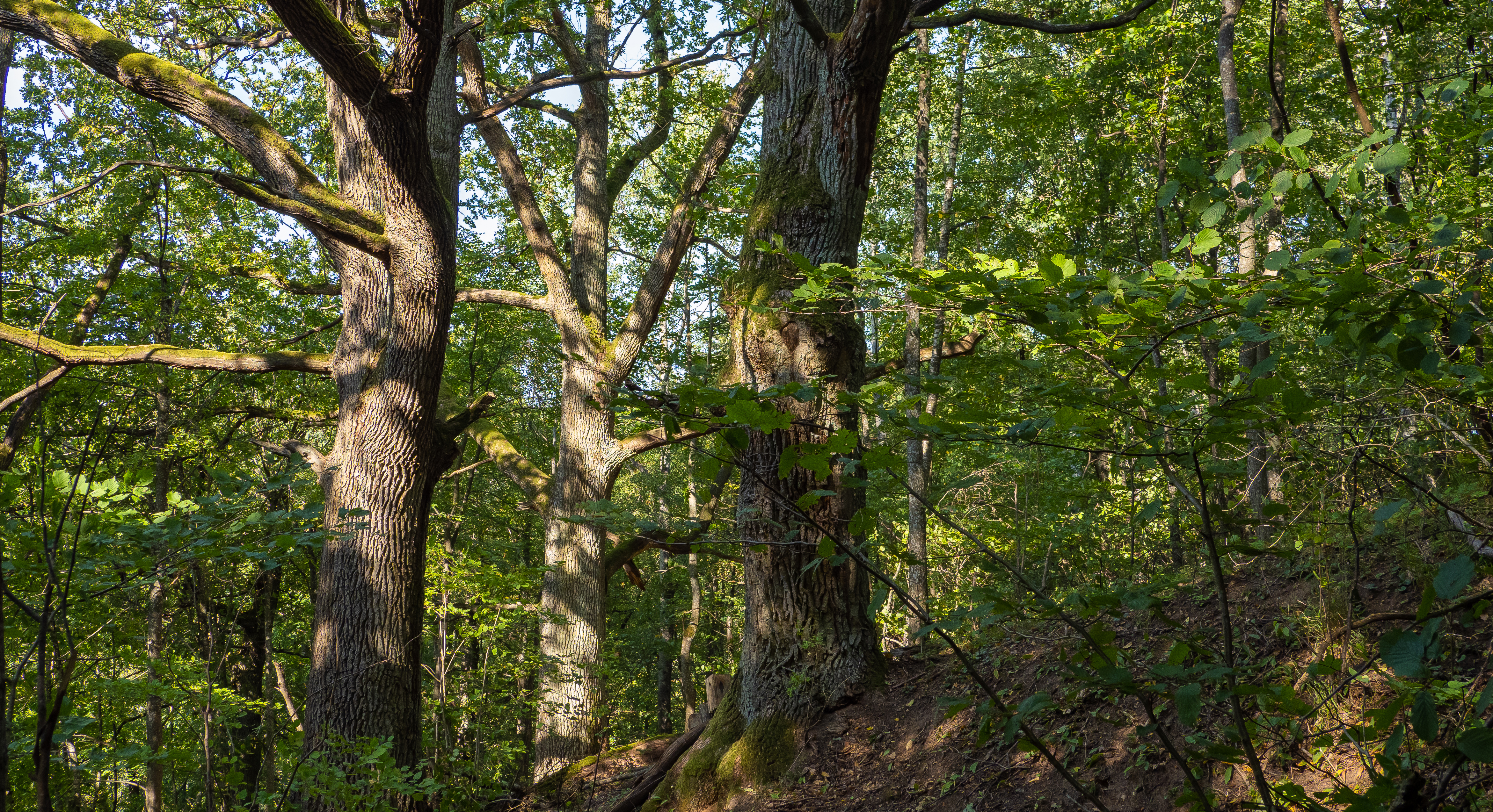 Ancient oak trees in a forest