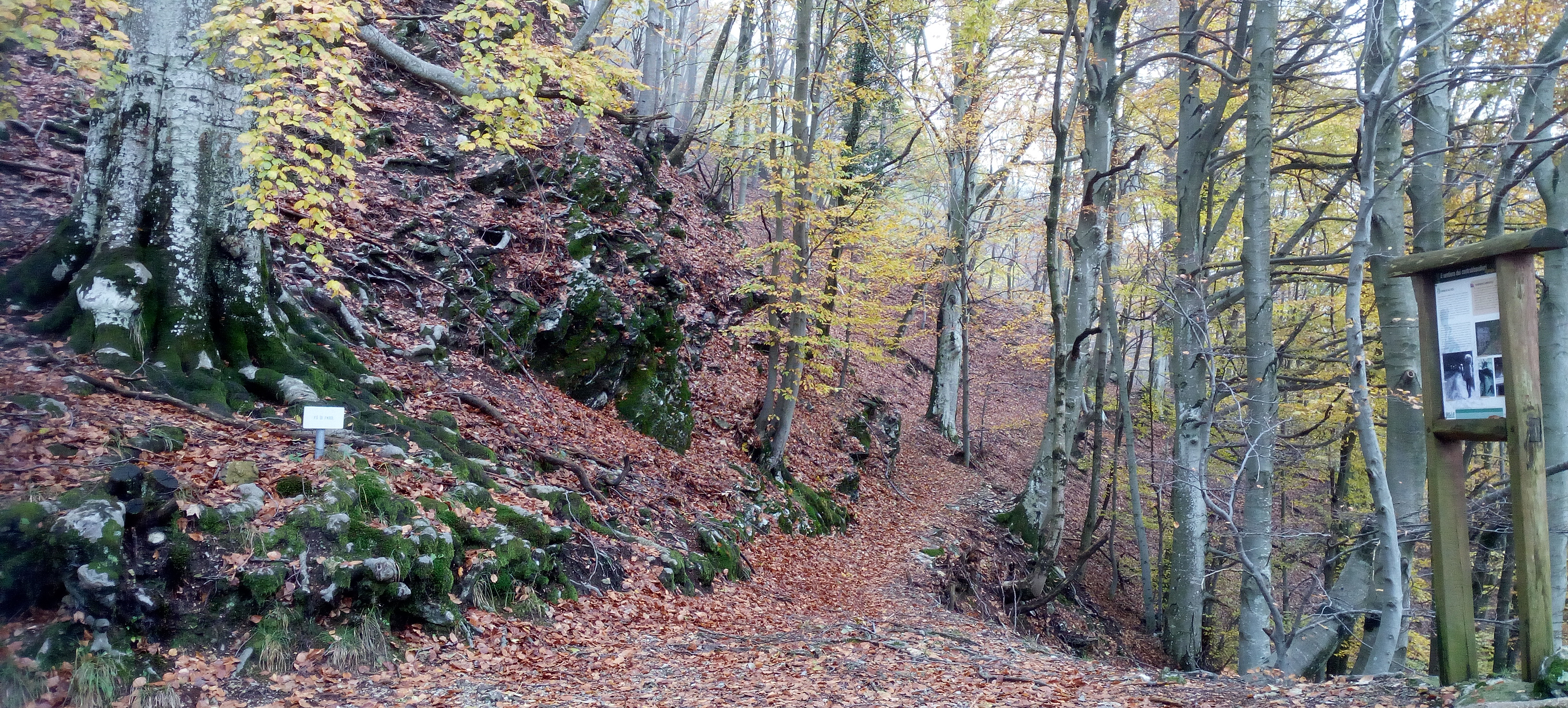 trail opening into an autumn forest with a trail signpost on the right