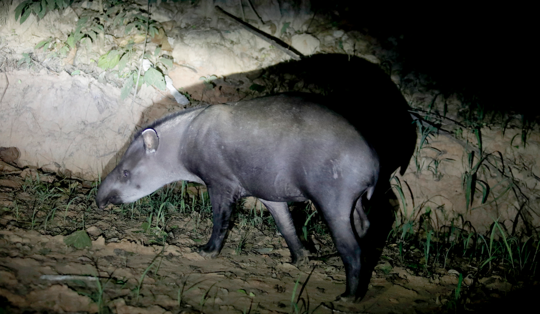 tapir in headlights in dark forest