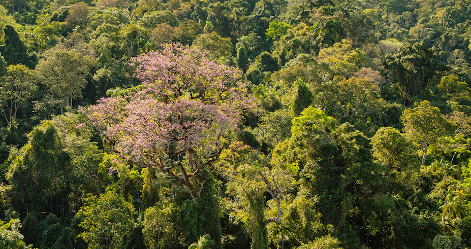 aerial shot of a peroba rosa tree in Argentina forest