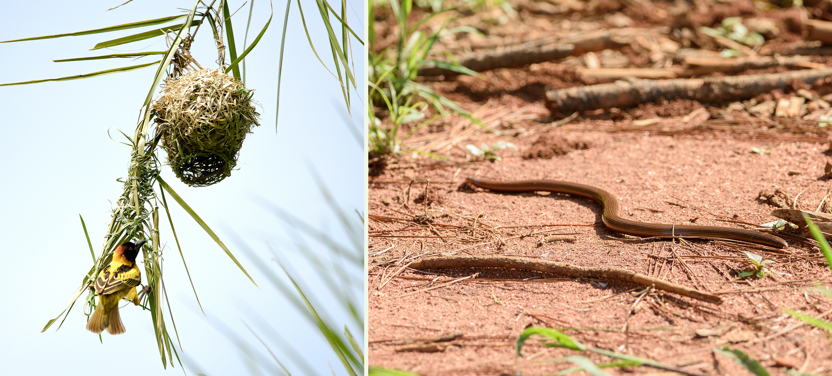 (Left) Village Weaver at nest entrance. (Right) Blind Snake on dirt