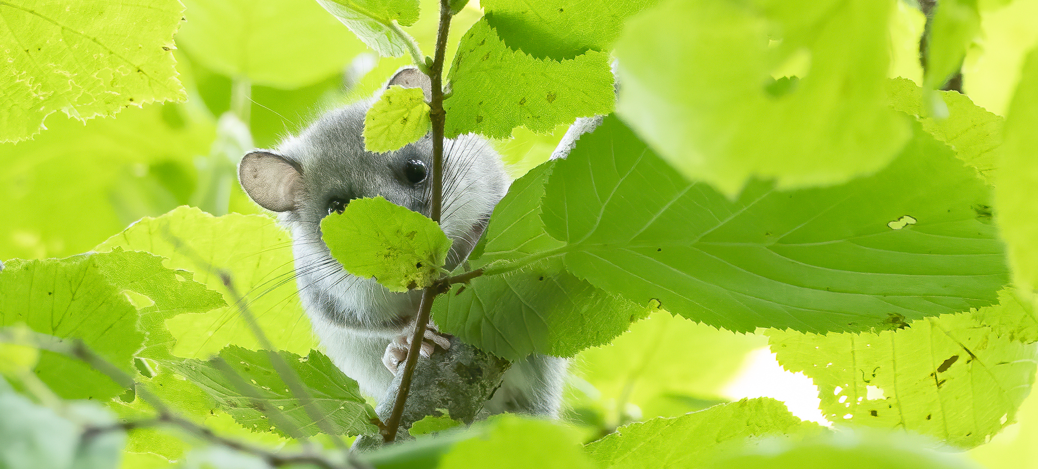 Fat dormouse hiding behind leaves