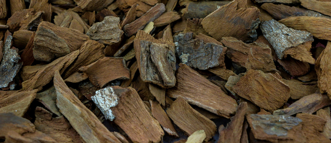 Quinine bark close-up