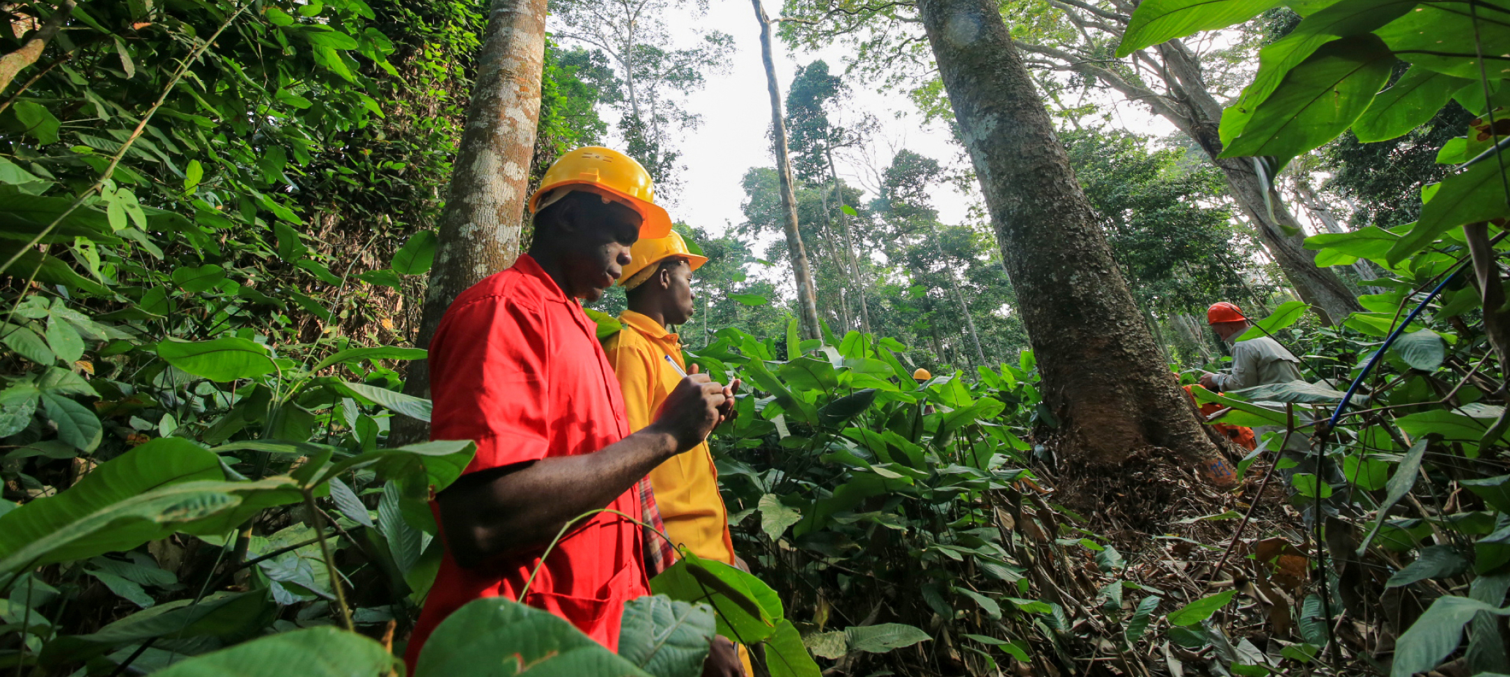 Workers in hardhats standing in a forest