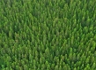Overhead shot of a dense forest 