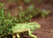 Green chameleon emerging from plants