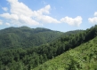 Serbian forest landscape