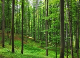 Broadleaf forest